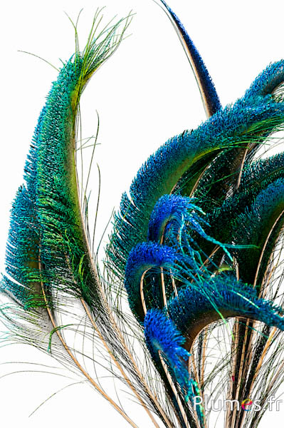 Pauw blauw zwaard - 65-75 cm - natuurlijk